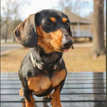 Valkyrie -  Miniature Dachshund Dog for Adoption - Valkyrie | PetCurious