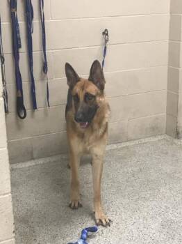 A432108 -  German Shepherd Dog Dog for Adoption in Conroe, Texas - A432108 | PetCurious