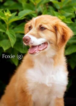 PUPPY FOXIE -  Great Pyrenees and Australian Shepherd Dog for Adoption in Franklin, Tennessee - PUPPY FOXIE | PetCurious