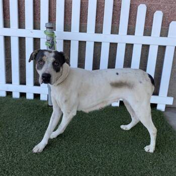 A614495 -  Pit Bull Terrier and Mixed Breed Dog for Adoption in Modesto, California - A614495 | PetCurious