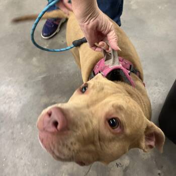 Chelsea -  Terrier Dog for Adoption in Tampa, Florida - Chelsea | PetCurious
