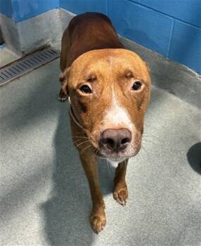 ANDRE -  Pit Bull Terrier Dog for Adoption - ANDRE | PetCurious
