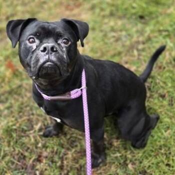 Boxer Dogs Available for Adoption - Diddy | PetCurious