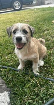 Terrier and Corgi Dogs Available for Adoption - Freddie - The Smart Baby Boy  | PetCurious