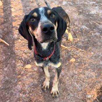 Bluetick Coonhound Dogs Available for Adoption in Lynchburg, Virginia - Palmer | PetCurious