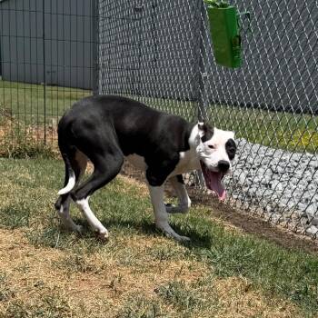 Roo -  Pit Bull Terrier Dog for Adoption in Jacksonville, Arkansas - Roo | PetCurious