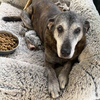 Catahoula Leopard Dog and Labrador Retriever Dogs Available for Adoption in Lakehead, California - Fiona | PetCurious