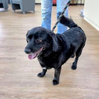 Pee Wee -  Beagle and Black Labrador Retriever Dog for Adoption in Lyndhurst, Virginia - Pee Wee | PetCurious