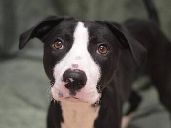 Sven -  Pit Bull Terrier and Border Collie Dog for Adoption in Portland, Oregon - Sven | PetCurious
