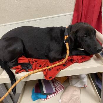 A614858 -  Labrador Retriever Dog for Adoption in Modesto, California - A614858 | PetCurious