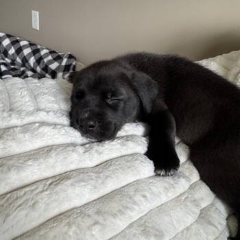 Pit Bull Terrier Dogs Available for Adoption - Tulip | PetCurious