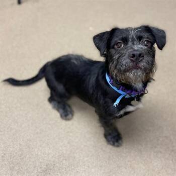 WATSON -  Schnauzer and Mixed Breed Dog for Adoption in Aurora, Colorado - WATSON | PetCurious