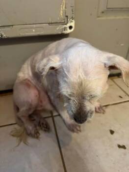Octavius -  Lhasa Apso Dog for Adoption in Matthews, North Carolina - Octavius | PetCurious