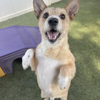 Corgi Dogs Available for Adoption in Baton Rouge, Louisiana - Maxx | PetCurious