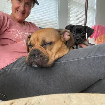 Mama Spice -  Boxer Dog for Adoption in Tampa, Florida - Mama Spice | PetCurious