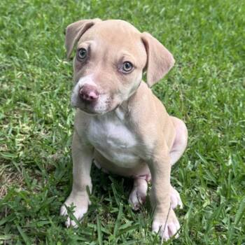 Mountain Cur Dogs Available for Adoption in Atlanta, Texas - Vinny | PetCurious