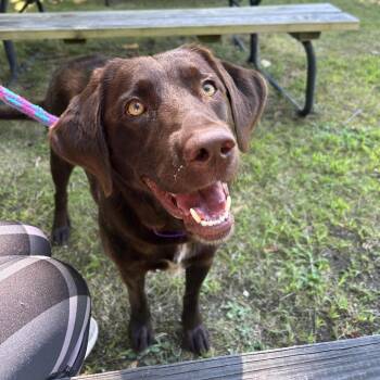 Coco -  Chocolate Labrador Retriever and Mixed Breed Dog for Adoption in Bedford, New Hampshire - Coco | PetCurious