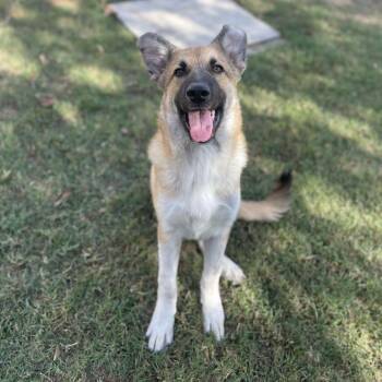 Benny -  German Shepherd Dog and Mixed Breed Dog for Adoption in Riverside, California - Benny | PetCurious