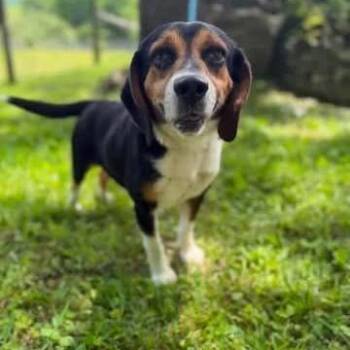 Orville -  Beagle Dog Available for Adoption in Fairfax Station, Virginia - Orville | PetCurious