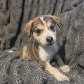 Marigold AL -  Husky and Mixed Breed Dog for Adoption in Austin, Texas - Marigold AL | PetCurious