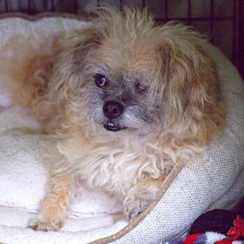 Wookie -  Mixed Breed Dog for Adoption in South Elgin, Illinois - Wookie | PetCurious