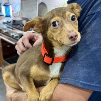 Toblerone -  Chiweenie Dog for Adoption in New Orleans, Louisiana - Toblerone | PetCurious