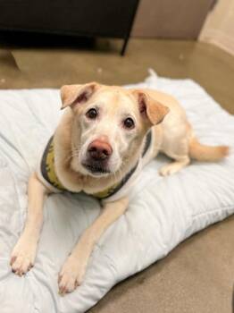 Nova (bonded to Nala) -  Labrador Retriever and Terrier Dog for Adoption in Fishers, Indiana - Nova (bonded To Nala) | PetCurious