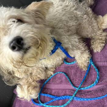 Salt -  Mixed Breed Dog for Adoption in Greensboro, North Carolina - Salt | PetCurious