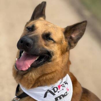 German Shepherd Dog Dogs Available for Adoption - Paulo | PetCurious
