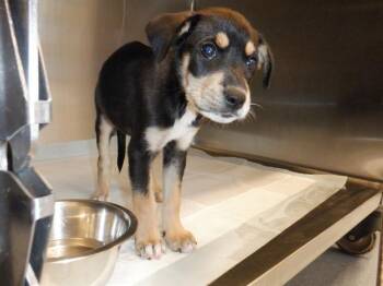 MINTY -  Toy Fox Terrier Dog for Adoption in San Jose, California - MINTY | PetCurious