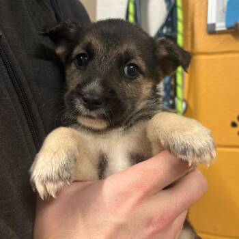 Belgian Shepherd Malinois and German Shepherd Dog Dogs Available for Adoption in Morganton, North Carolina - Arcana | PetCurious
