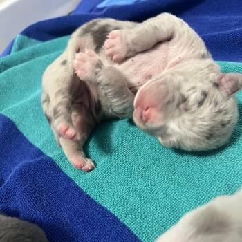 Mixed Breed Dogs Available for Adoption in Hampton Bays, New York - Nancy | PetCurious