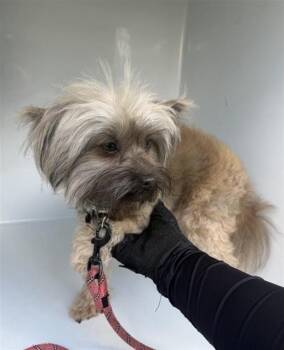 Yorkshire Terrier Dogs Available for Adoption in Houston, Texas - A656622 | PetCurious