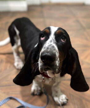 Rescue Basset Hound Dogs for Adoption in Hamilton, New Jersey - HUXLEY | PetCurious