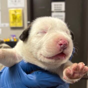 Marcus -  Husky and Mixed Breed Dog for Adoption in Yuma, Arizona - Marcus | PetCurious