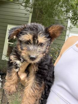 Barnaby -  Yorkshire Terrier Dog for Adoption in Penryn, California - Barnaby | PetCurious