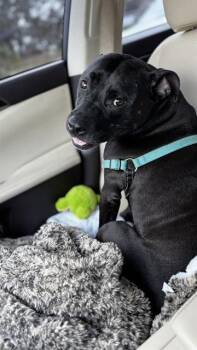 Mixed Breed Dogs Available for Adoption - SYBEE | PetCurious