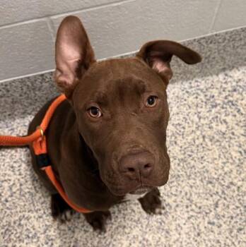 Labrador Retriever and Pit Bull Terrier Dogs Available for Adoption in Golden, Colorado - Logan | PetCurious