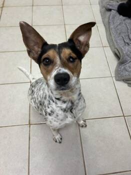 Poli -  Australian Cattle Dog Blue Heeler and Mixed Breed Dog for Adoption in Osage Beach, Missouri - Poli | PetCurious