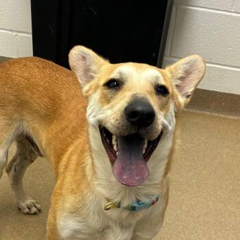 Donner -  Shiba Inu and Mixed Breed Dog for Adoption in Corpus Christi, Texas - Donner | PetCurious