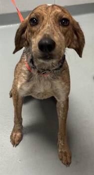 MAISY -  Beagle and Mixed Breed Dog for Adoption in St. Cloud, Florida - MAISY | PetCurious