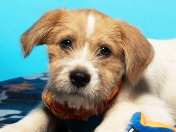 Henry -  Parson Russell Terrier and Jack Russell Terrier Dog for Adoption in Cookeville, Tennessee - Henry | PetCurious