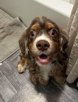 Louie Boy -  Cocker Spaniel Dog for Adoption in Aurora, Indiana - Louie Boy | PetCurious