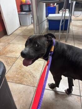 Alani -  Mixed Breed Dog for Adoption in Cincinnati, Ohio - Alani | PetCurious