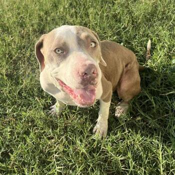 Rescue American Staffordshire Terrier Dogs for Adoption in Kempner, Texas - Felicity | PetCurious