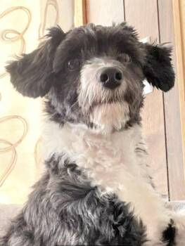 Havanese and Miniature Poodle Dogs Available for Adoption in Leduc, Alberta - Neeko  | PetCurious