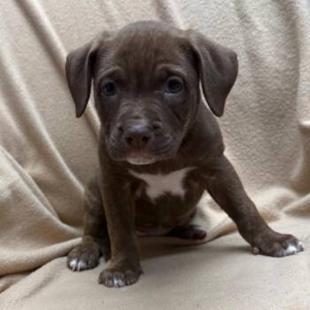 Gaia -  Mixed Breed Dog for Adoption in St. Peters, Missouri - Gaia | PetCurious
