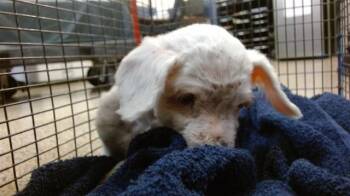 Maltese Dogs Available for Adoption - MAJI | PetCurious