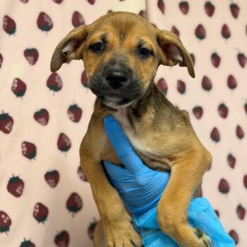 Mateo -  German Shepherd Dog and Terrier Dog for Adoption in San Antonio, Texas - Mateo | PetCurious