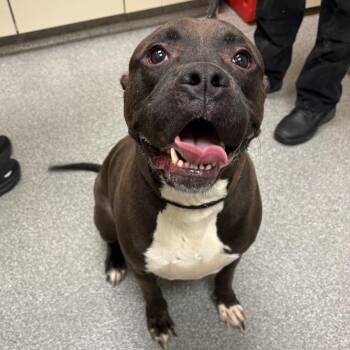 Pit Bull Terrier and Mixed Breed Dogs Available for Adoption in Batavia, Ohio - Big Mac | PetCurious